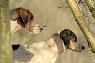 Foxhounds in the Lake District by Betty Fold Gallery